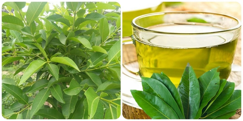 Bà bầu uống nước vối có tốt không? Công dụng tuyệt vời của nước vối có thể mẹ chưa biết 3