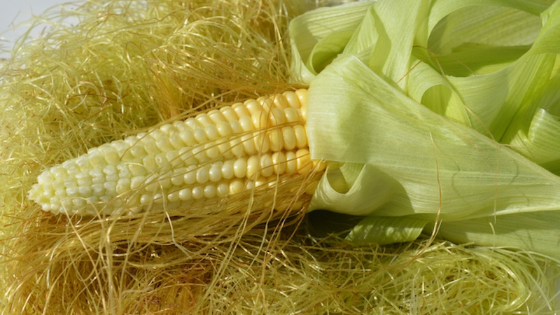 Bà bầu viêm đường tiết niệu uống râu ngô