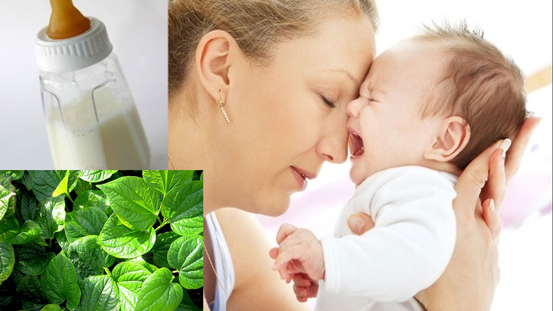 Bà đẻ ăn lá lốt có mất sữa không 2