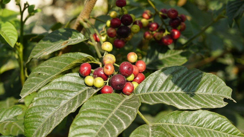 Các nghiên cứu dược học cho thấy ba gạc bốn lá chứa nhiều alkaloid indol