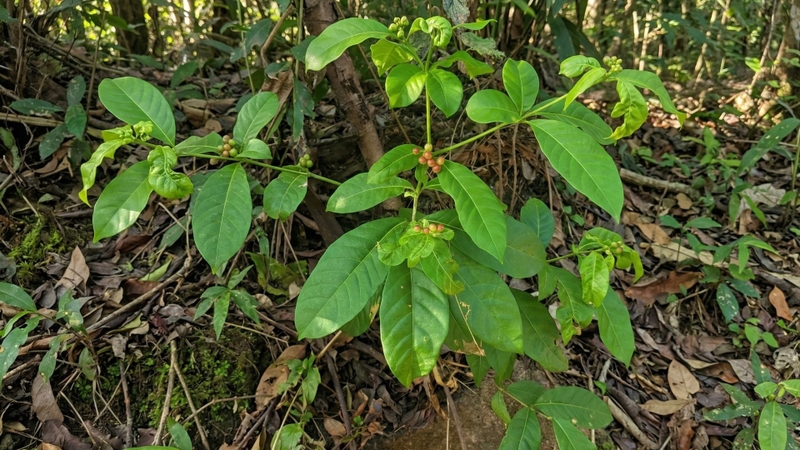 Ba gạc bốn lá nhiều cành, phát triển khá nhanh và thích nghi tốt với khí hậu nhiệt đới