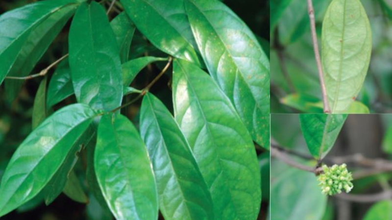 Ba kích là một dược liệu quý trong y học cổ truyền