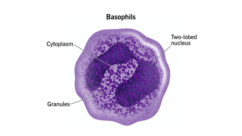 Bạch cầu ái kiềm: Chức năng, cấu tạo, vai trò và tình trạng sức khỏe liên quan 2