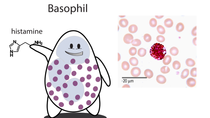 Bạch cầu ái kiềm: Chức năng, cấu tạo, vai trò và tình trạng sức khỏe liên quan 3