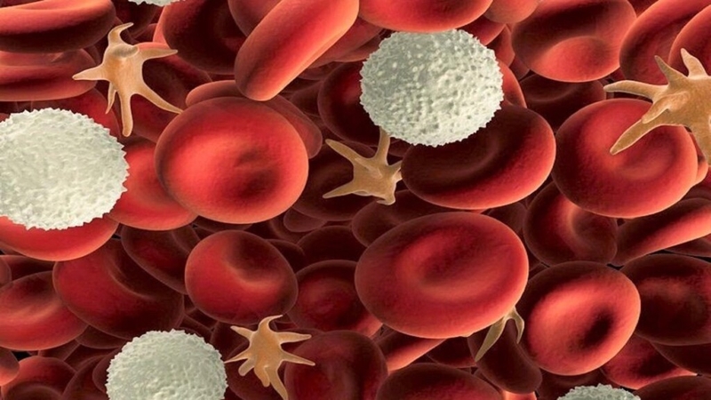 Bạch cầu trong nước tiểu bao nhiêu là bình thường? Lưu ý khi đo bạch cầu trong nước tiểu 1