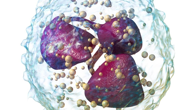 Bạch cầu trung tính là loại tế bào bạch cầu phổ biến nhất trong máu