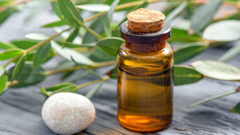 Lá bạch đàn chanh chứa tinh dầu với hàm lượng citronellal và citronellol cao, tạo nên mùi hương đặc trưng