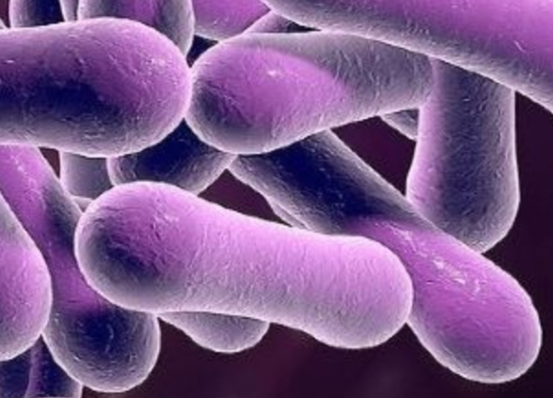 Bạch hầu thanh quản: Nguyên nhân, triệu chứng, chẩn đoán và điều trị 2