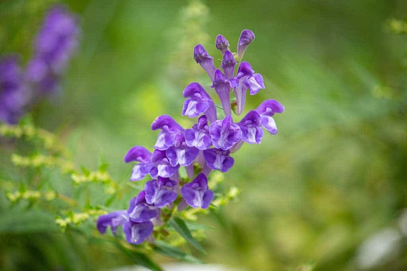 Bạch hoa xà bán chi liên: Tác dụng và một số bài thuốc phổ biến 2