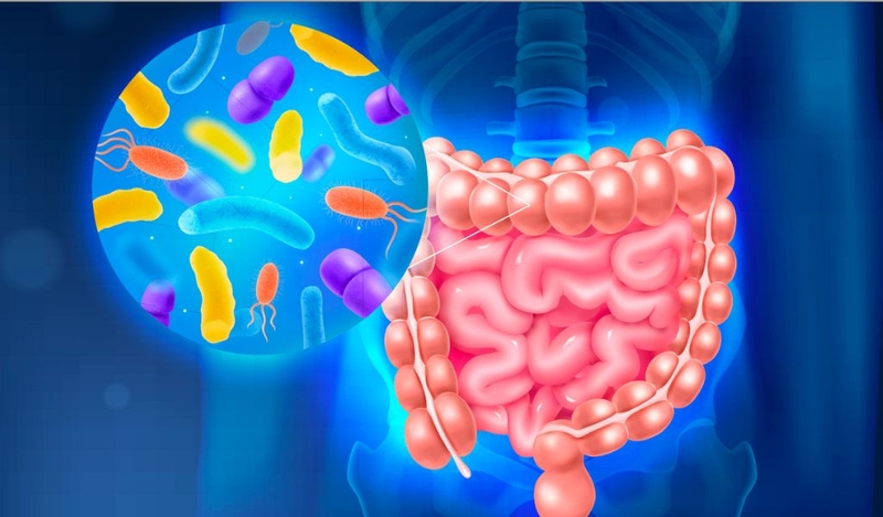 Bacillus clausii? Vai trò và cách bổ sung bacillus clausii 1