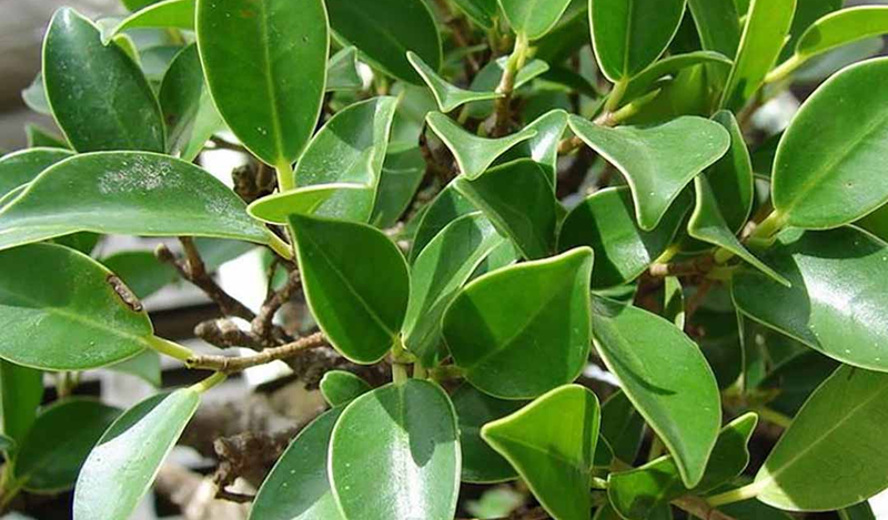 Nhựa trong cây si giúp thông huyết, tiêu ứ, giảm đau khi bị bong gân đầu gối