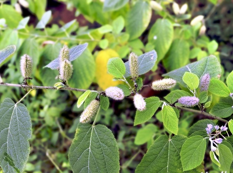 Tác dụng của cây an xoa chữa các vấn đề về gan