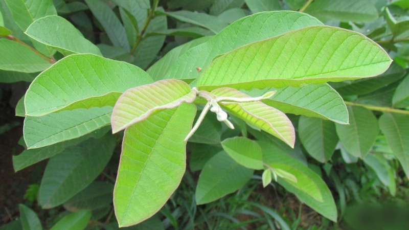 Bài thuốc chữa hôi miệng bằng lá ổi dễ kiếm - dễ làm 2