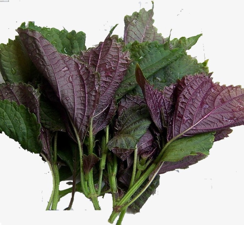 Bài thuốc chữa tình trạng cảm cúm khi mang bầu hiệu quả 2