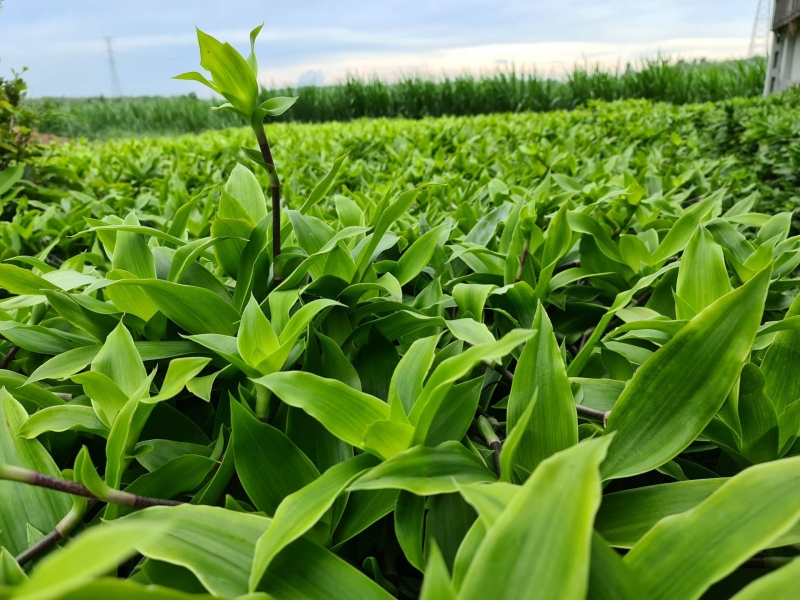 ​Bài thuốc chữa ung thư vòm họng​, hỗ trợ điều trị hiệu quả tại nhà 2