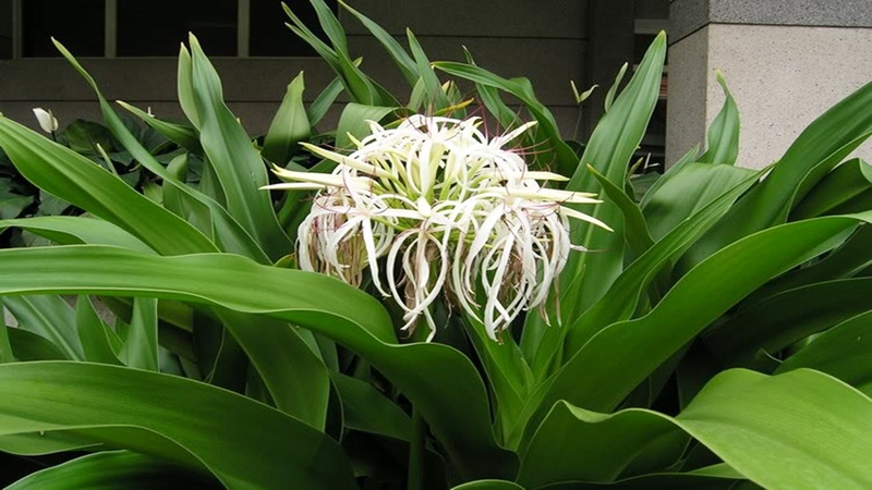 ​Bài thuốc chữa ung thư vòm họng​, hỗ trợ điều trị hiệu quả tại nhà 3