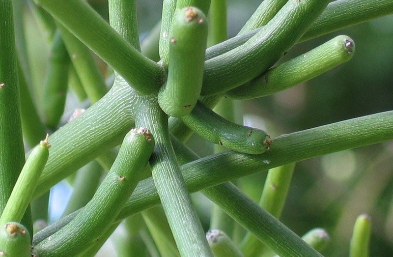 Thần kỳ 3 bài thuốc chữa viêm xoang hiệu quả ngay lần đầu 1