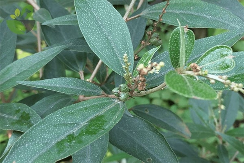 Bài thuốc dân gian chữa viêm lộ tuyến cổ tử cung hiệu quả 4