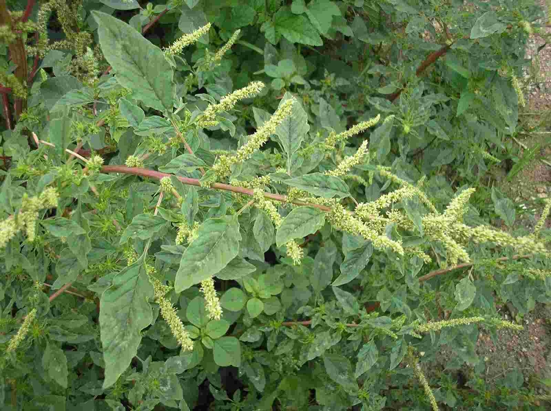 Bài thuốc dân gian dùng rau dền gai chữa gai cột sống 1