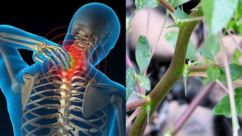 Bài thuốc dân gian dùng rau dền gai chữa gai cột sống 2