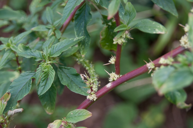 Bài thuốc dân gian dùng rau dền gai chữa gai cột sống 3