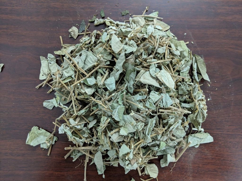 Kim tiền thảo được coi là cây thuốc nam chữa bệnh rất hiệu quả đối với những người bị sỏi thận, sỏi đường tiết niệu