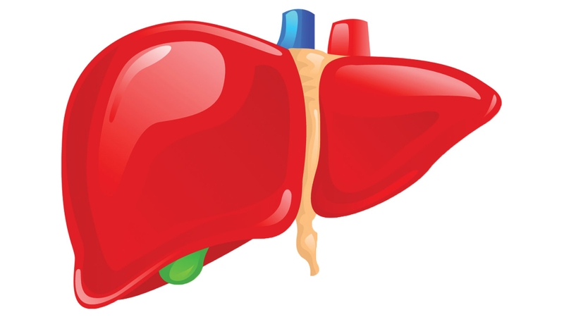 Bài thuốc điều trị viêm gan B bằng cây chó đẻ đơn giản hiệu quả 1