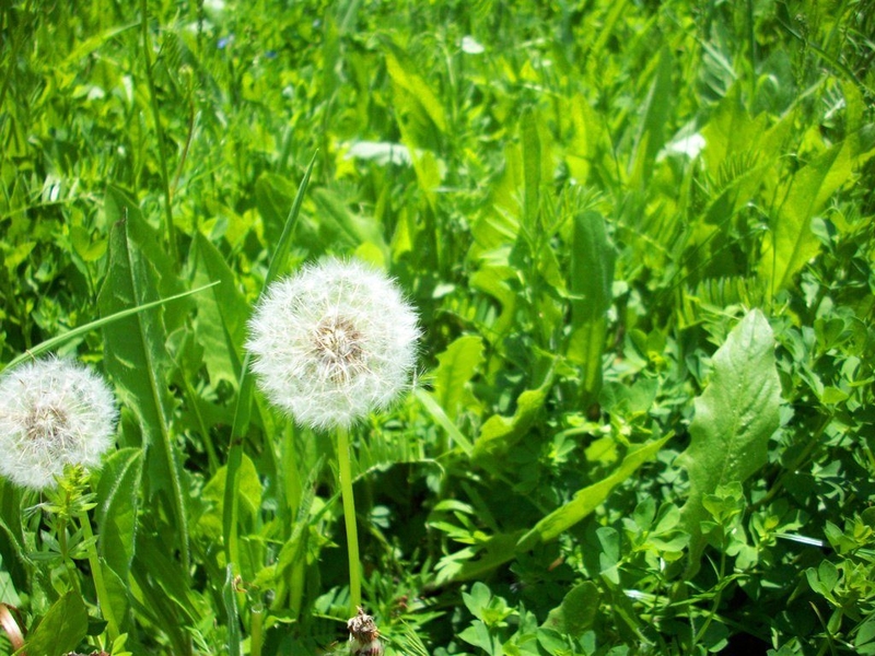 Bài thuốc đông y chữa dạ dày đừng bỏ qua 3 vị thuốc này