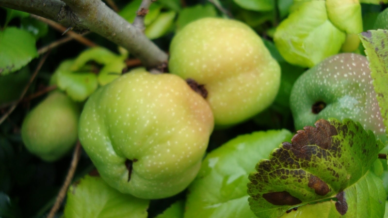 Bài thuốc đông y chữa gai cột sống bạn nên biết