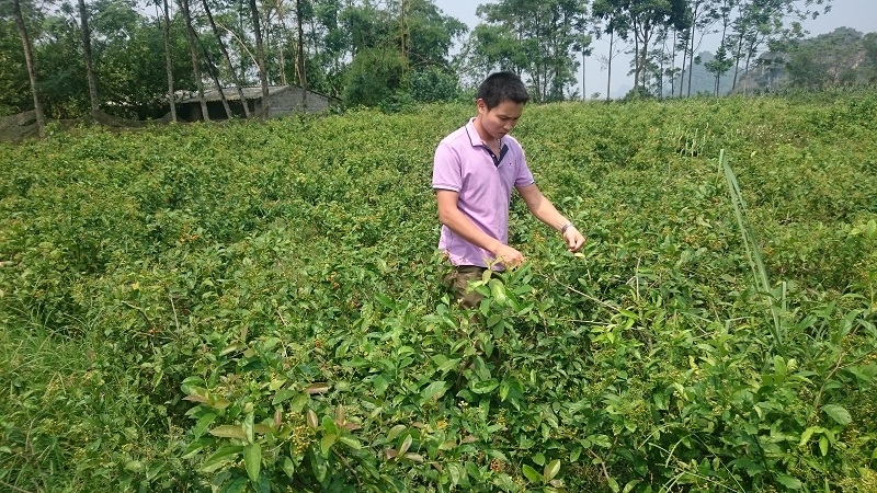Bài thuốc đông y trị bướu cổ cực kỳ hiệu quả 2