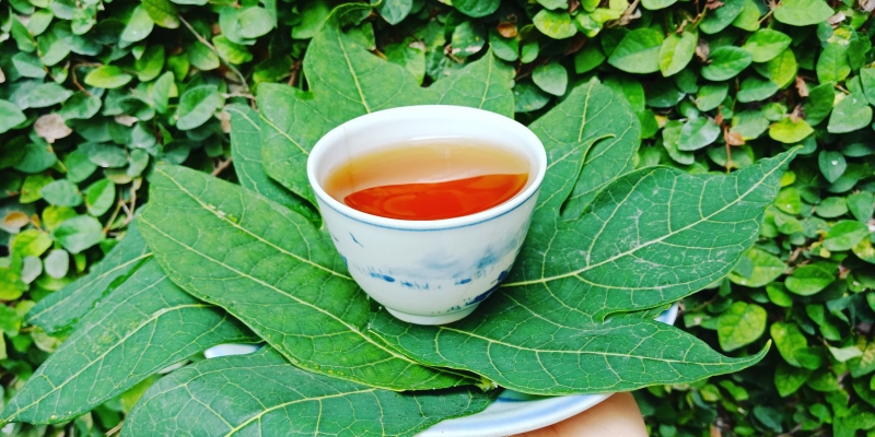 cach dung la du du chua ung thu co tu cung 2