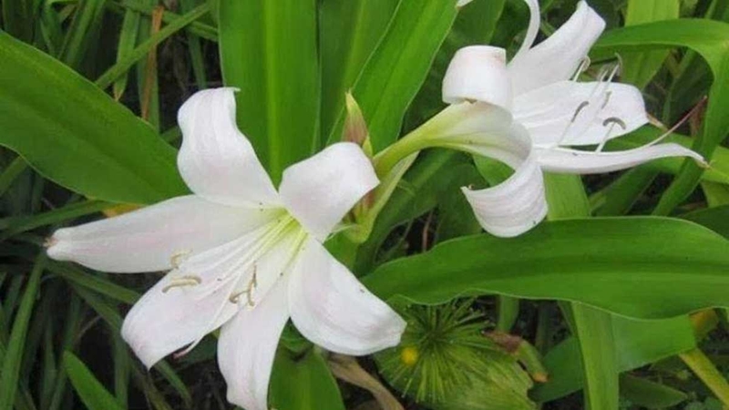 Bài thuốc từ cây trinh nữ hoàng cung chỉ tăng cường nội tiết chứ không tác động đến khối u