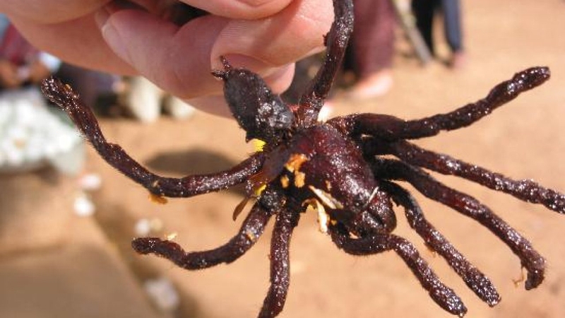 Bài thuốc kỳ lạ: Chữa đái dầm bằng nhện 2