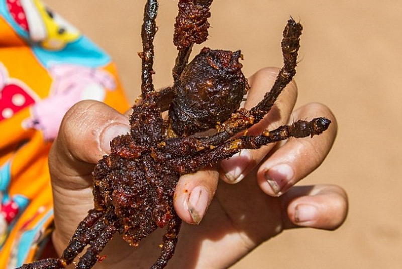 Bài thuốc kỳ lạ: Chữa đái dầm bằng nhện 3