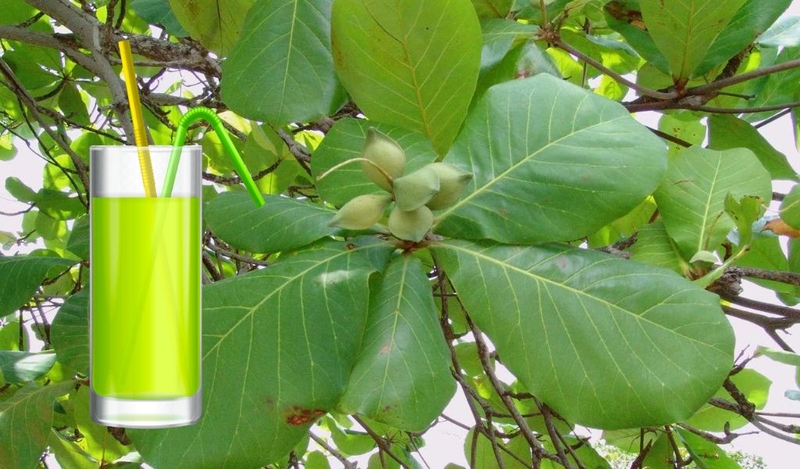 Bài thuốc lá bàng chữa viêm tai giữa hiệu quả bạn có biết? 2