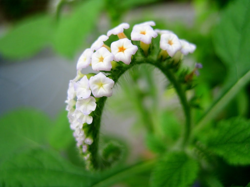 Bài thuốc quý chữa viêm xoang bằng cây vòi voi-1