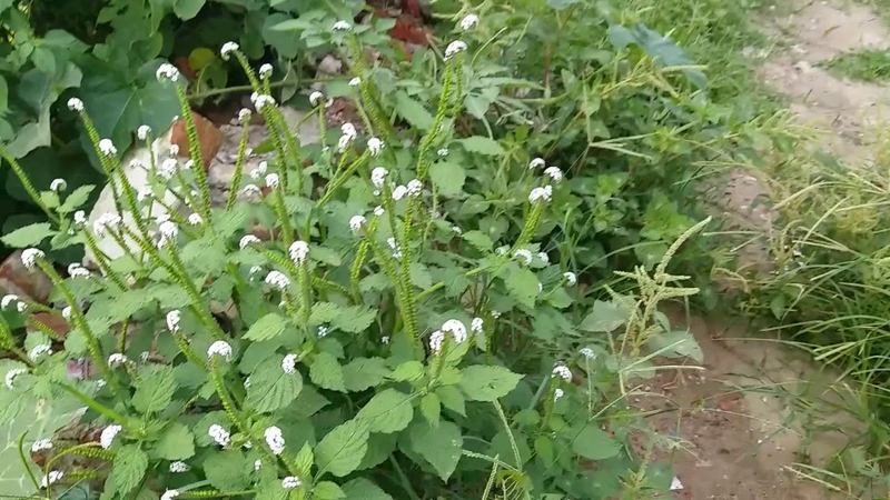 Bài thuốc quý chữa viêm xoang bằng cây vòi voi-3