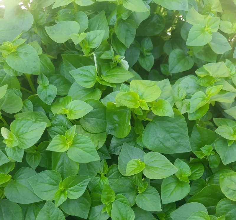 Bài thuốc rau càng cua mà không phải ai cũng biết1