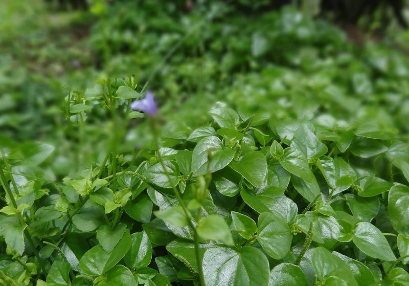 Bài thuốc rau càng cua mà không phải ai cũng biết3