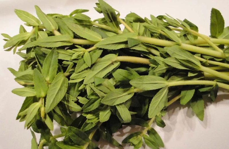 Bài thuốc rau om và kim tiền thảo chữa bệnh gì? 1