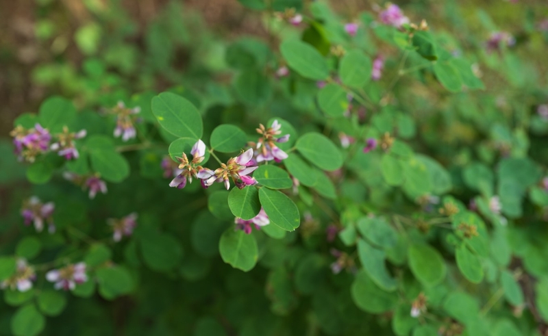 Bài thuốc rau om và kim tiền thảo chữa bệnh gì? 2