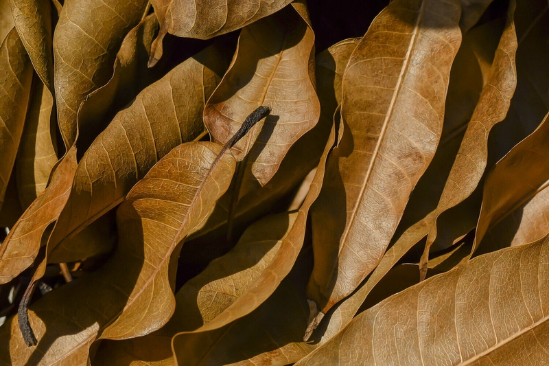 Sử dụng lá xoài chữa tiểu đường có hiệu quả không? 2