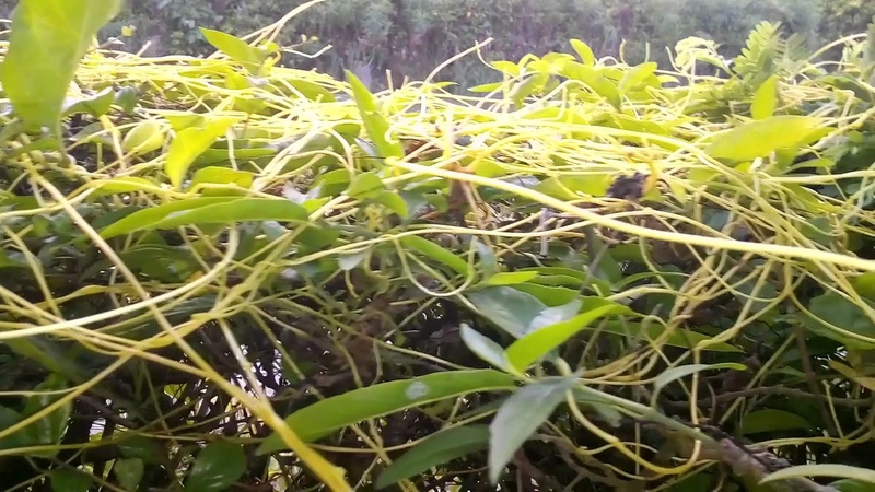 Bài thuốc tăng thời gian quan hệ hiệu quả 1