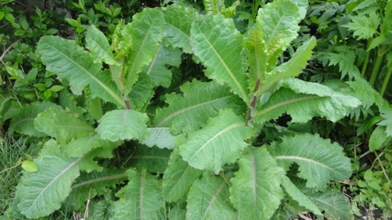 Bài thuốc trị viêm gan B mãn tính hiệu quả