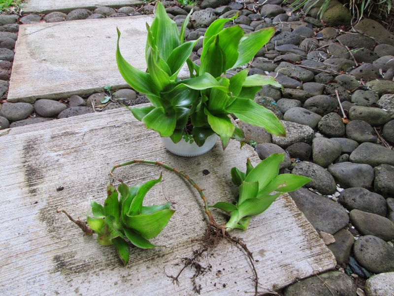 Bài thuốc từ cây lược vàng chữa dạ dày có thực sự hiệu quả không? 3