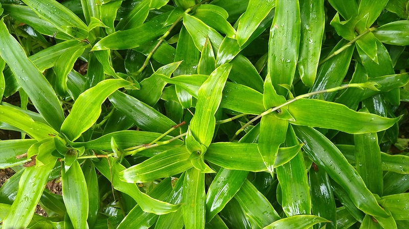 Bài thuốc từ cây lược vàng chữa dạ dày có thực sự hiệu quả không? 4