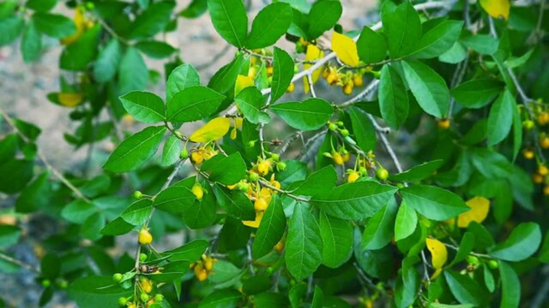 Cây duối cần được sử dụng đúng cách và đúng liều lượng để hạn chế nguy cơ kích ứng hoặc tác dụng phụ