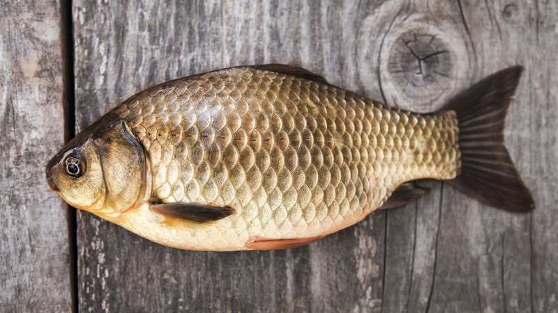 Cá chép giàu Omega-3, protein và vitamin giúp phát triển não bộ, xương và tăng miễn dịch