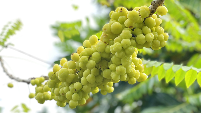 Chùm ruột chứa nhiều vitamin và khoáng chất có lợi cho sức khỏe