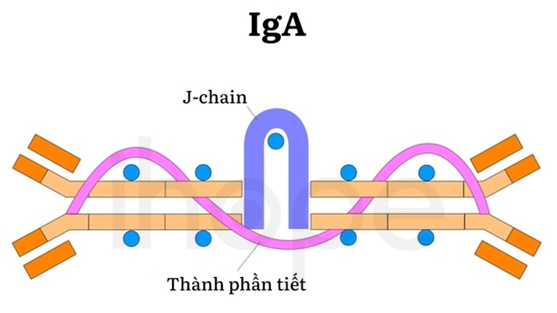 IgA là tuyến phòng thủ đầu tiên tại các bề mặt niêm mạc của cơ thể
